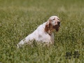 Setter Anglais HERIK DELLA BASSANA